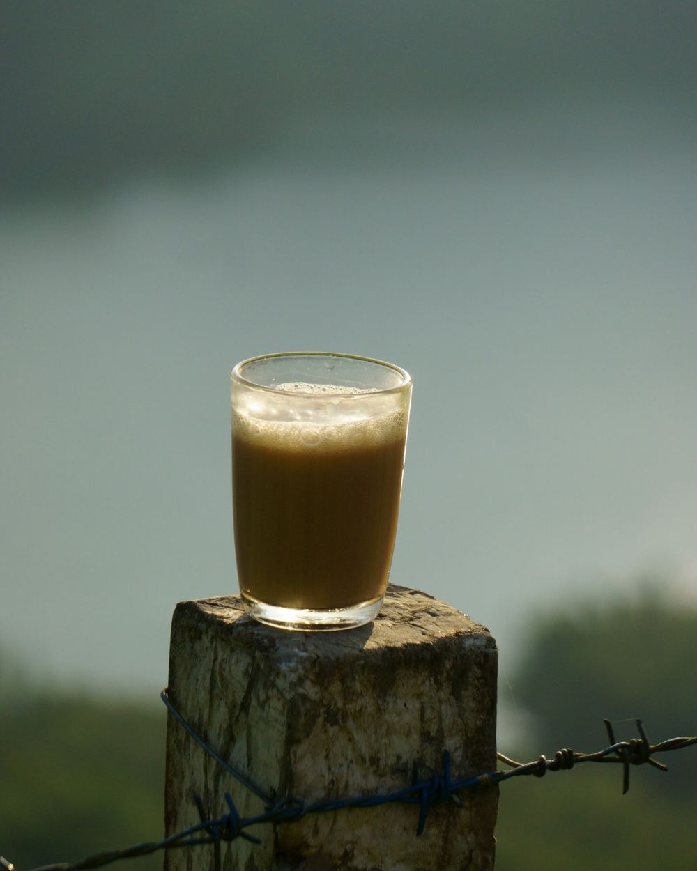 Tea in the fields