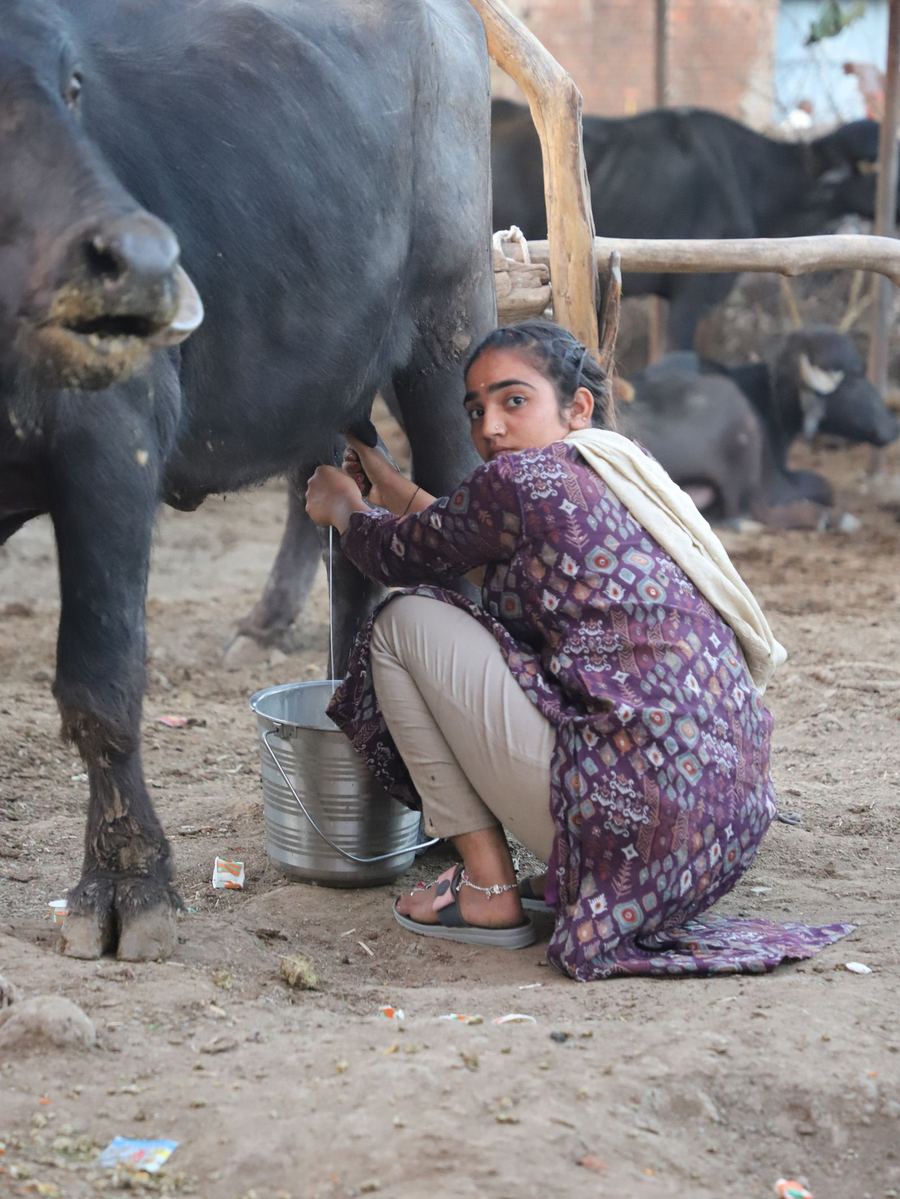 A woman milking a buffalo at the village dairy shed