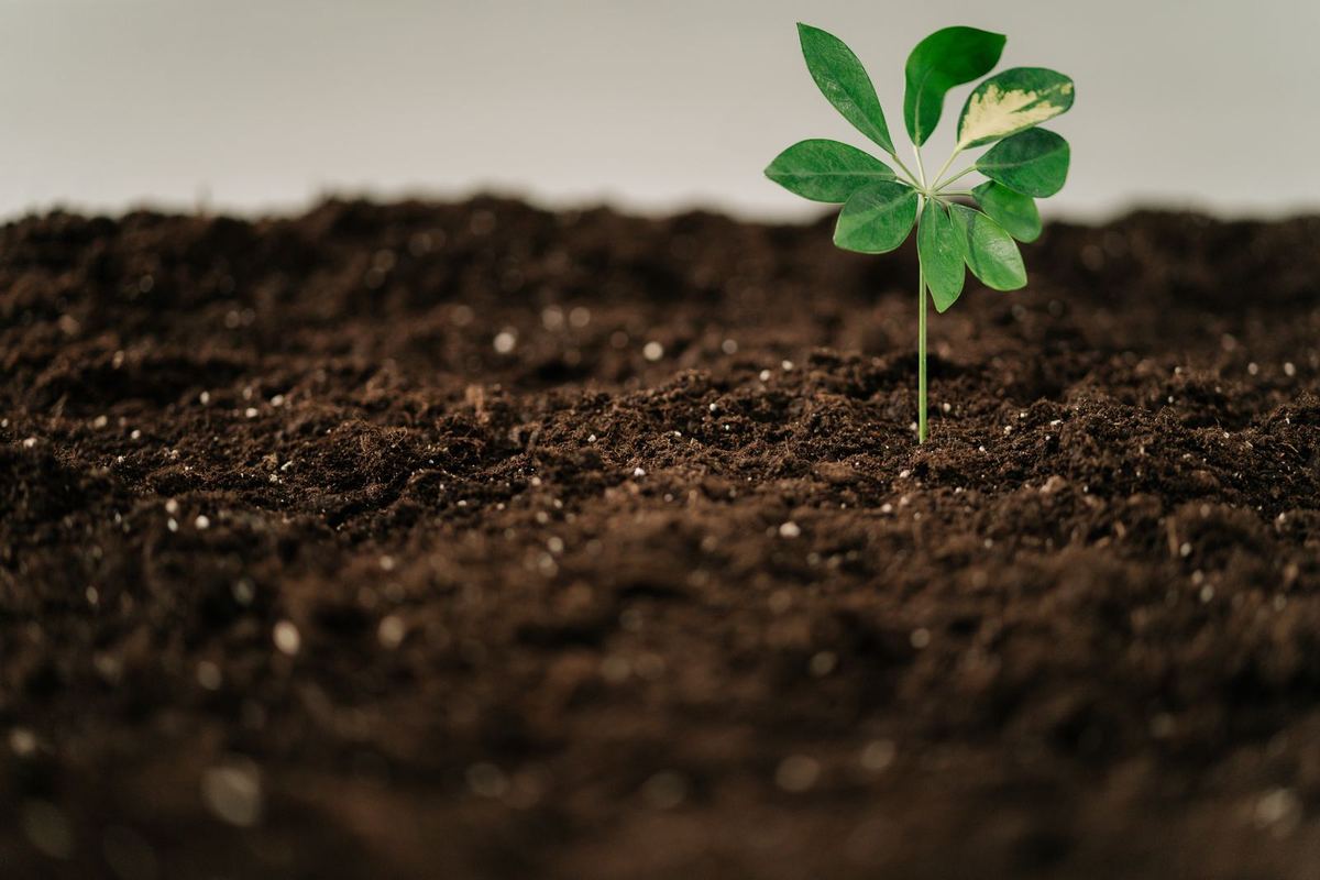 Seedling in rich soil