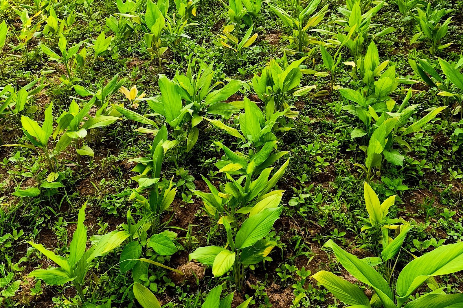 A green turmeric field