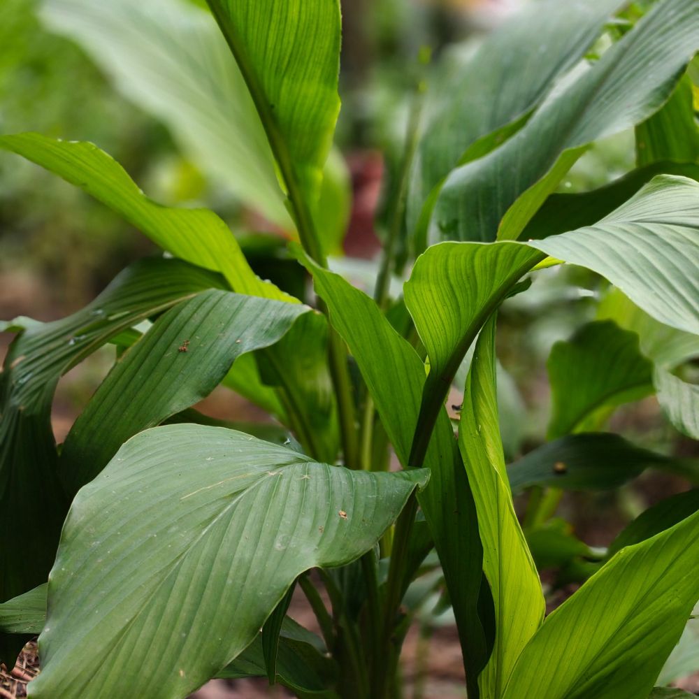 Turmeric leaves