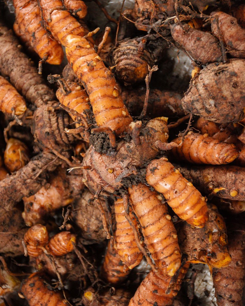 Freshly dug turmeric roots