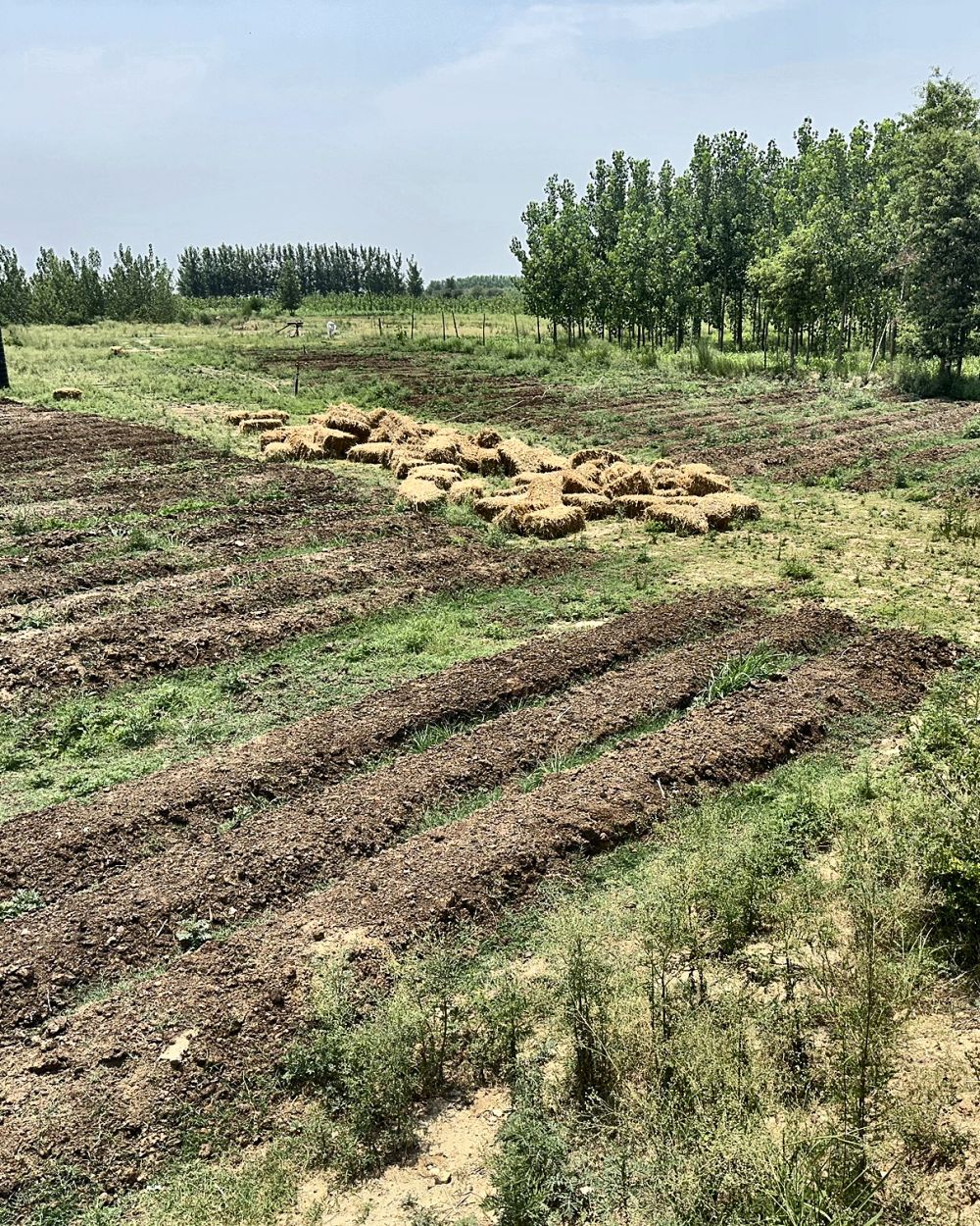 Raised beds and straw mulch being laid out at WB Farm
