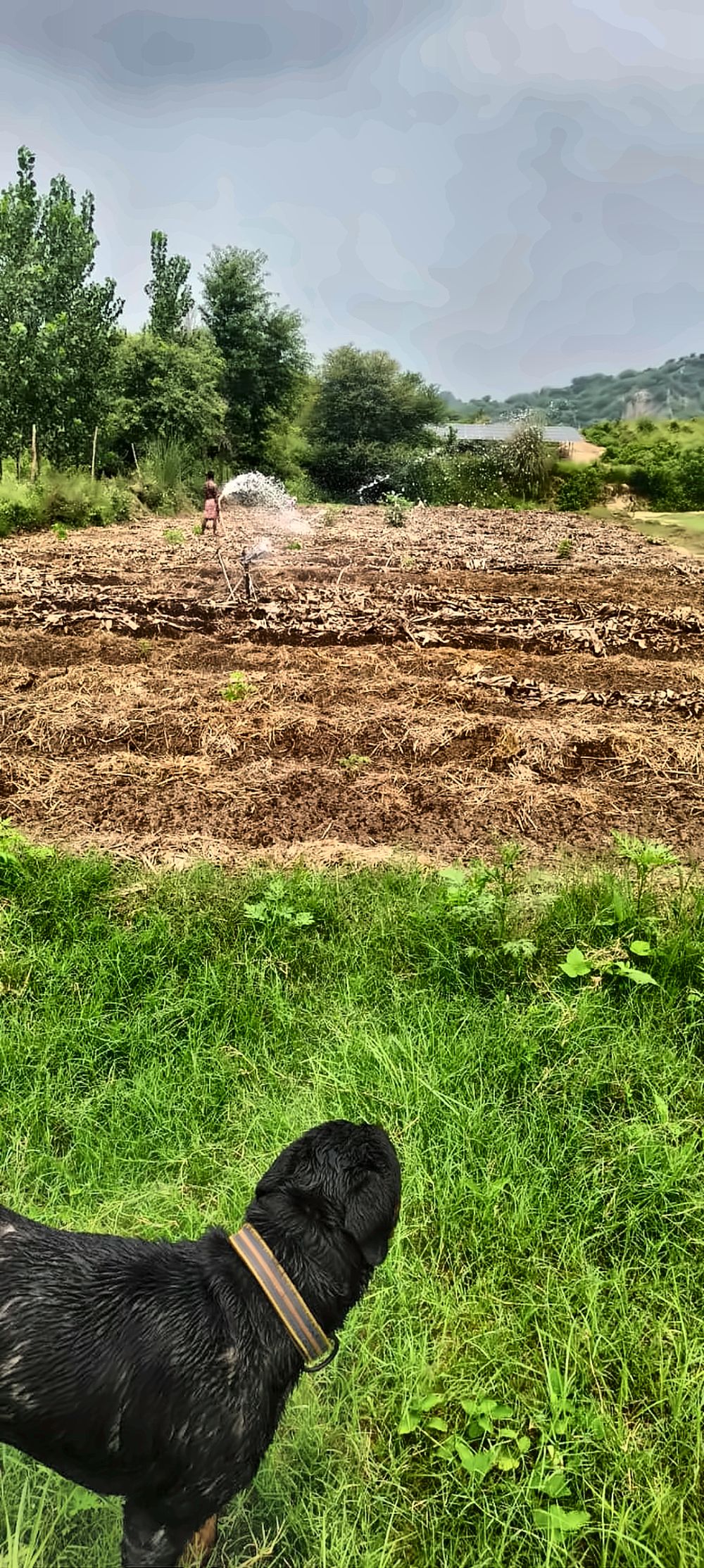 Our dog watching the sprinklers over the mulched beds