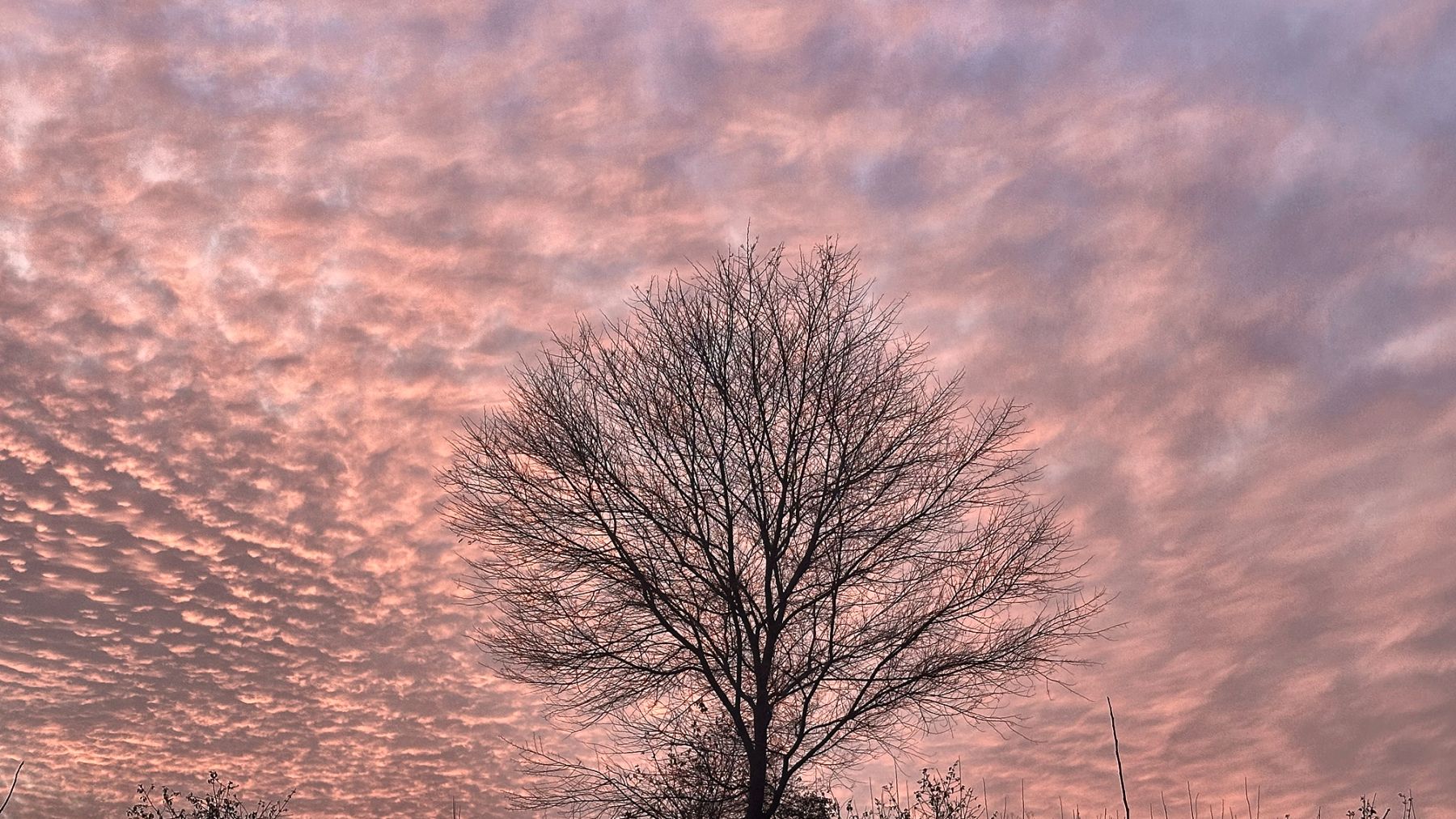 A lone tree against a pink evening sky at WB Farm