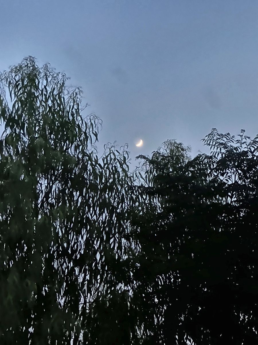 A crescent moon over the eucalyptus trees